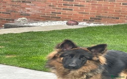 German Shepherd dogs for sale: German shepherd 10 months old  - Image 3