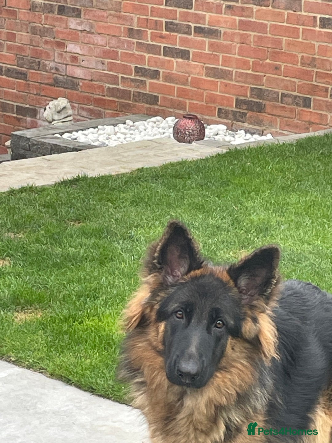German Shepherd dogs for sale: German shepherd 10 months old  - Image 3