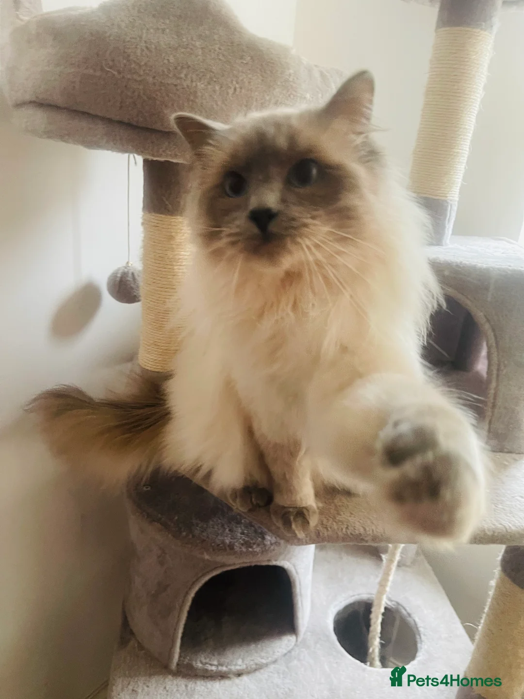 Ragdoll cats for stud: GCCF Proven Stud carrying chocolate in Glasgow - Advert 25