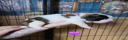 Saint Bernard dogs for sale: Saint Bernard puppies  - Advert 8