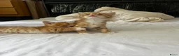 Mixed Breed cats for sale: Siberian Mix kittens - Advert 4