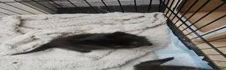Mixed Breed cats for sale: 4 kittens - Advert 1