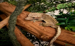 Gecko reptiles for sale: Dalmatian 3 year old male crested geckos  - Image 3