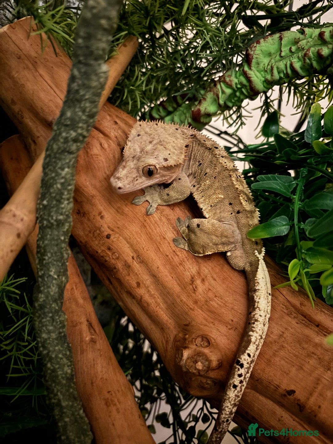 Gecko reptiles for sale: Dalmatian 3 year old male crested geckos  - Image 3