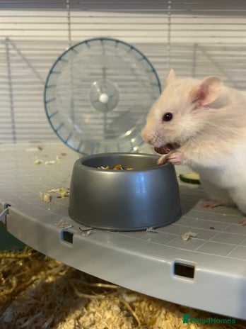 Hamster rodents in Stourbridge - Advert 13