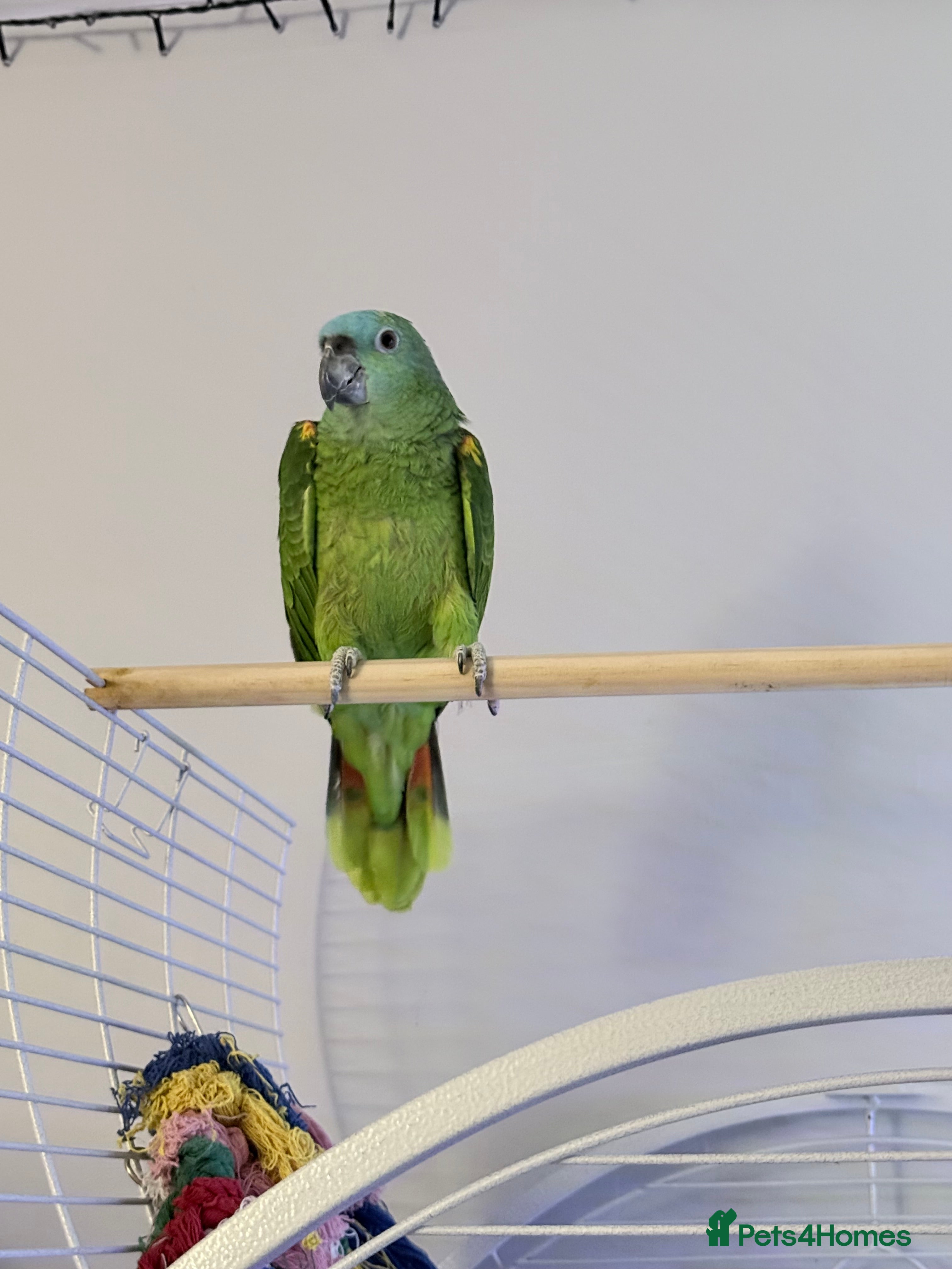 Parrots birds Blue fronted amazon - Advert 1