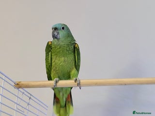 Parrots birds Blue fronted amazon - Advert 1