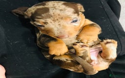 Miniature Dachshund dogs for sale: 4 beautiful miniature dachshunds 4 weeks old - Image 14