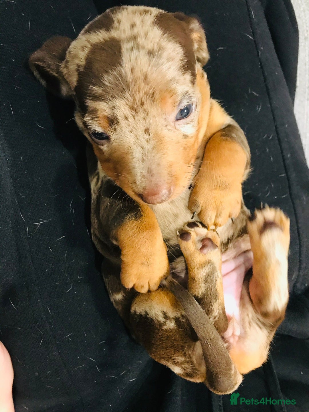 Miniature Dachshund dogs for sale: 4 beautiful miniature dachshunds 4 weeks old - Image 14