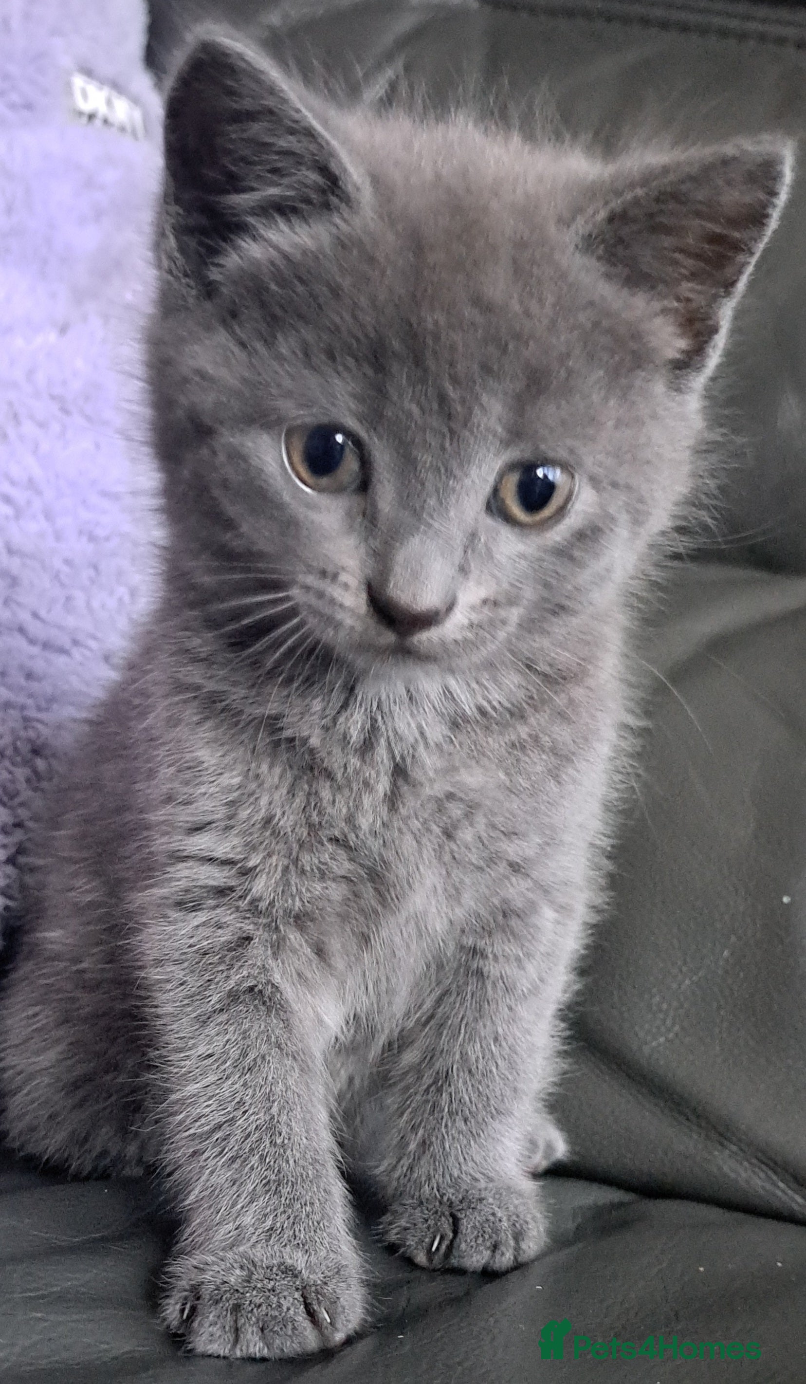 Mixed Breed cats Gorgeous Cross Kittens 🌟 - Advert 1