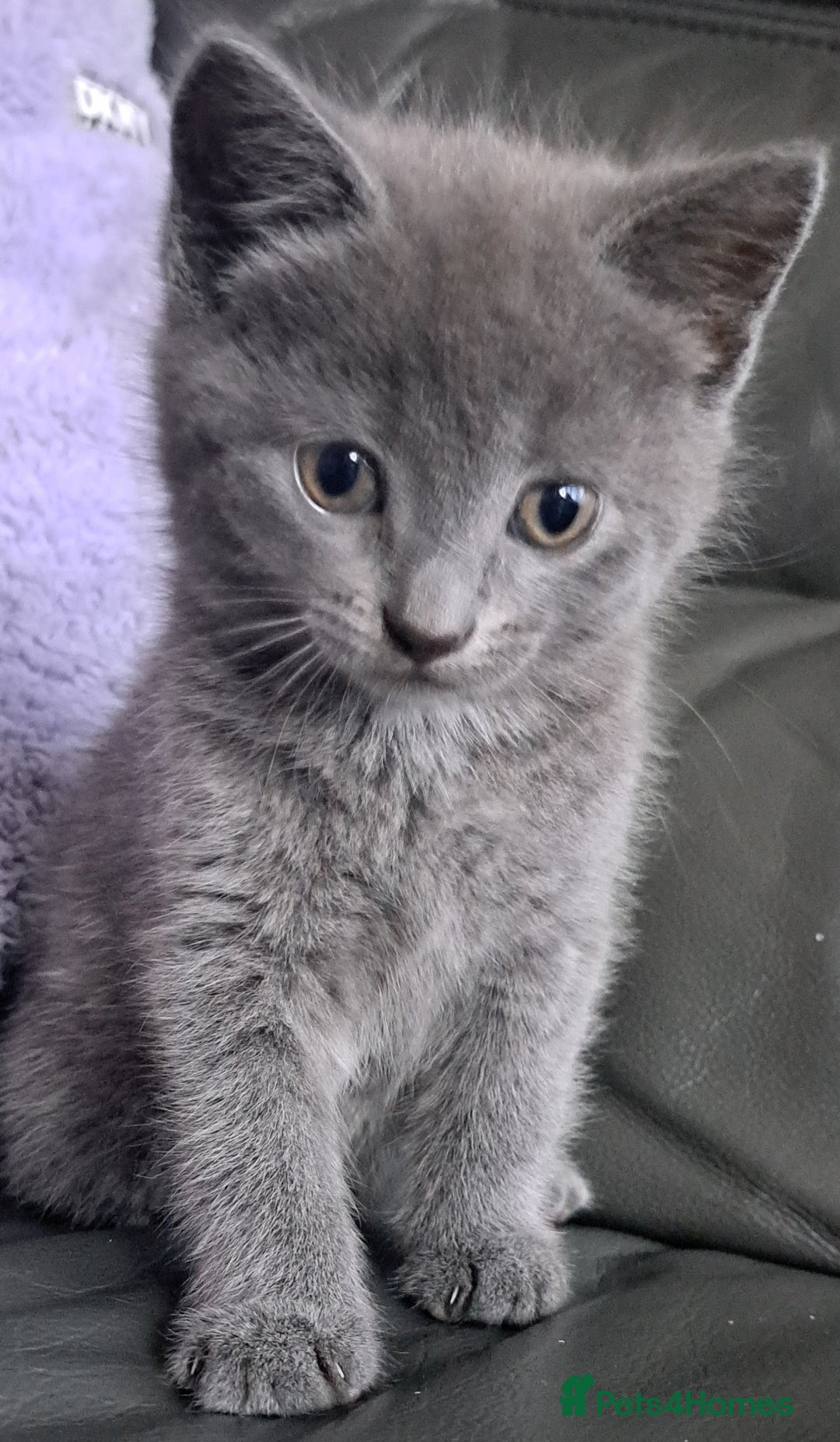 Mixed Breed cats for sale: Gorgeous Cross Kittens 🌟 - Advert 1