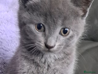 Mixed Breed cats Gorgeous Cross Kittens 🌟 - Advert 1