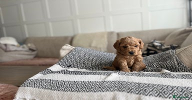 Cockapoo dogs - Advert 1
