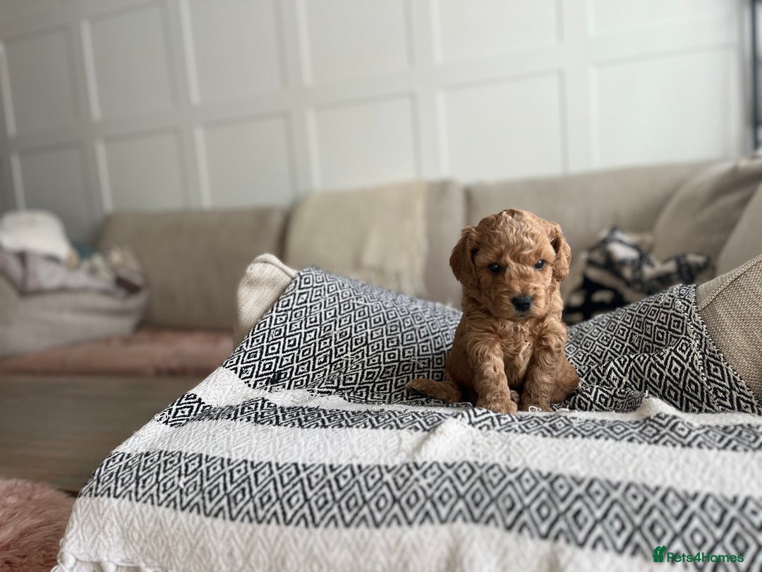 Cockapoo dogs for sale: F1B Miniature cockapoo puppies🌟DNA health checked - Image 3