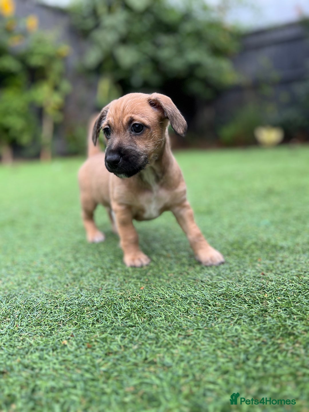 Mixed Breed dogs for sale: Cavapoo x Italian greyhound puppies  - Image 2