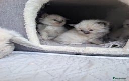 Ragdoll cats for sale: Ragdoll - home reared kittens - Image 24