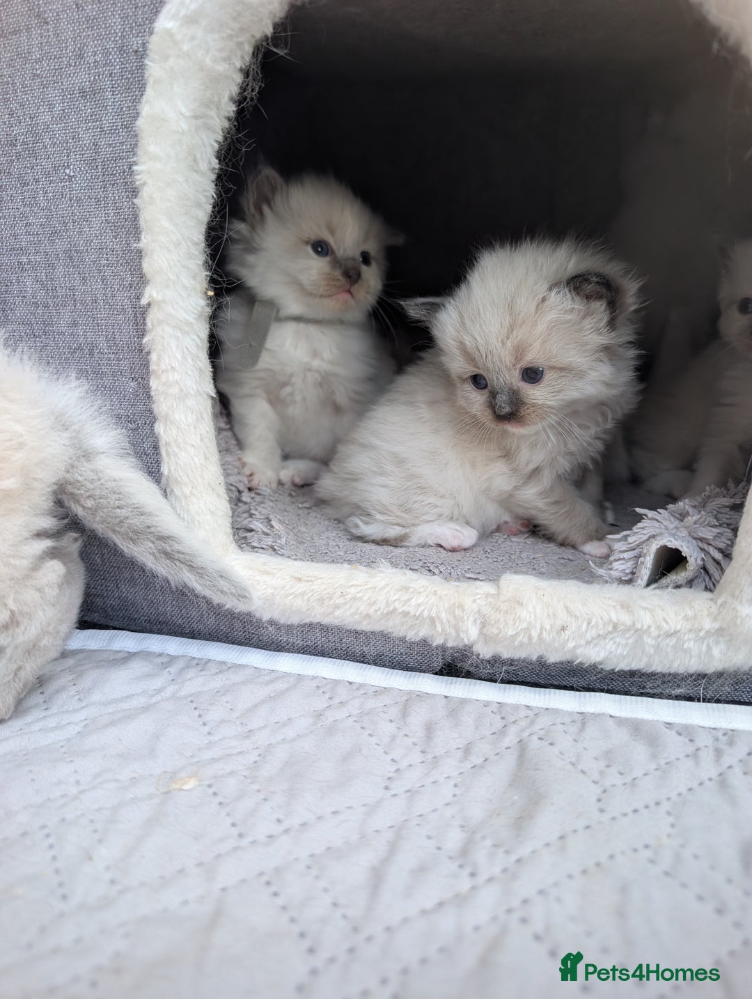 Ragdoll cats for sale: Ragdoll - home reared kittens - Image 24