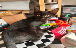 Bombay cats for sale: Friendly and smart Kittens  - Image 12