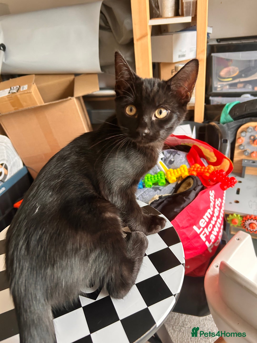 Bombay cats for sale: Friendly and smart Kittens  - Image 12