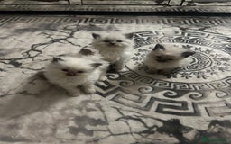 Ragdoll cats for sale: 5 beautiful fluffy blue eye ragdoll kitten  - Image 8