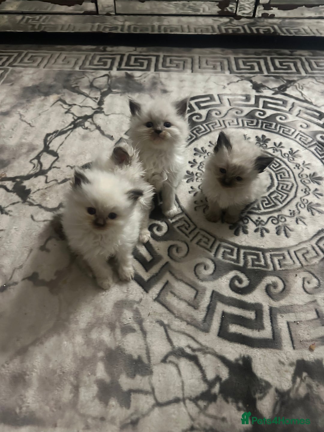 Ragdoll cats for sale: 5 beautiful fluffy blue eye ragdoll kitten  - Image 8