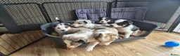 Mixed Breed dogs for sale: Beardie border x blue merle and tri coloured - Advert 24