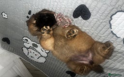 Chow Chow dogs for sale: Cinnamon Chow Chow Puppies - Image 6