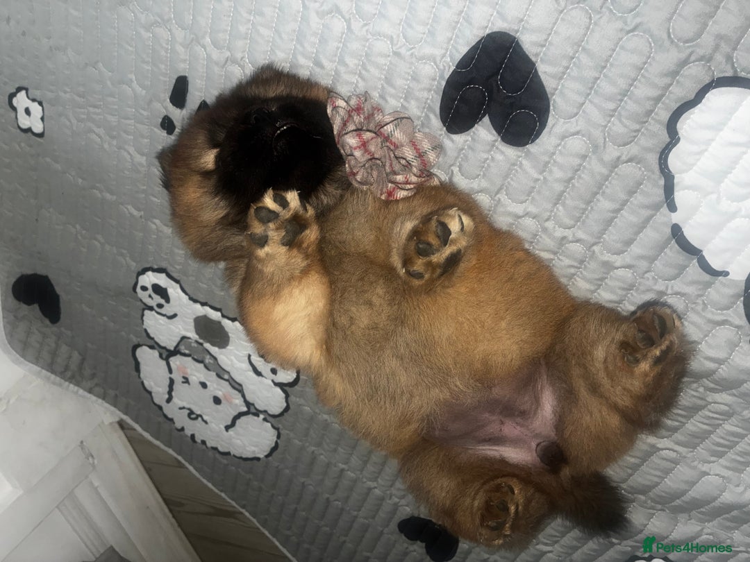 Chow Chow dogs for sale: Cinnamon Chow Chow Puppies - Image 6
