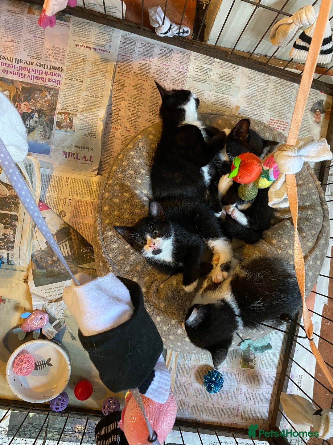 British Shorthair cats for sale: Kittens for sale !! Loving and playful  - Image 10