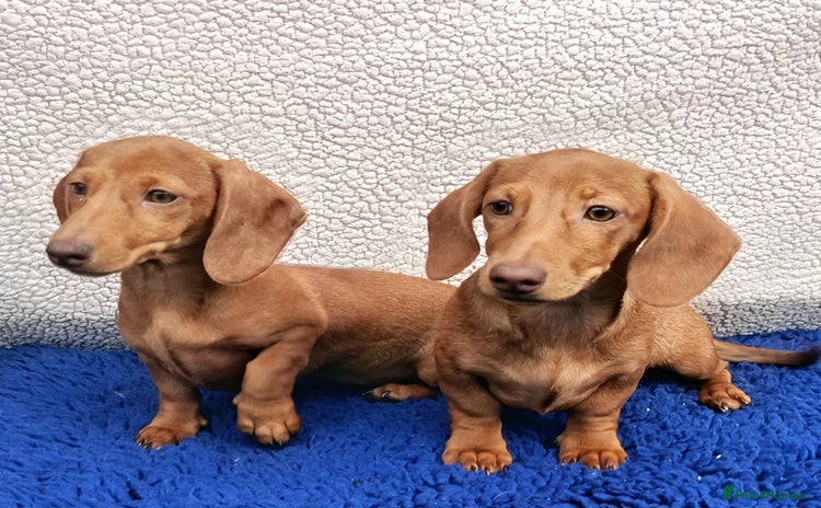 Dachshund dogs - Advert 4