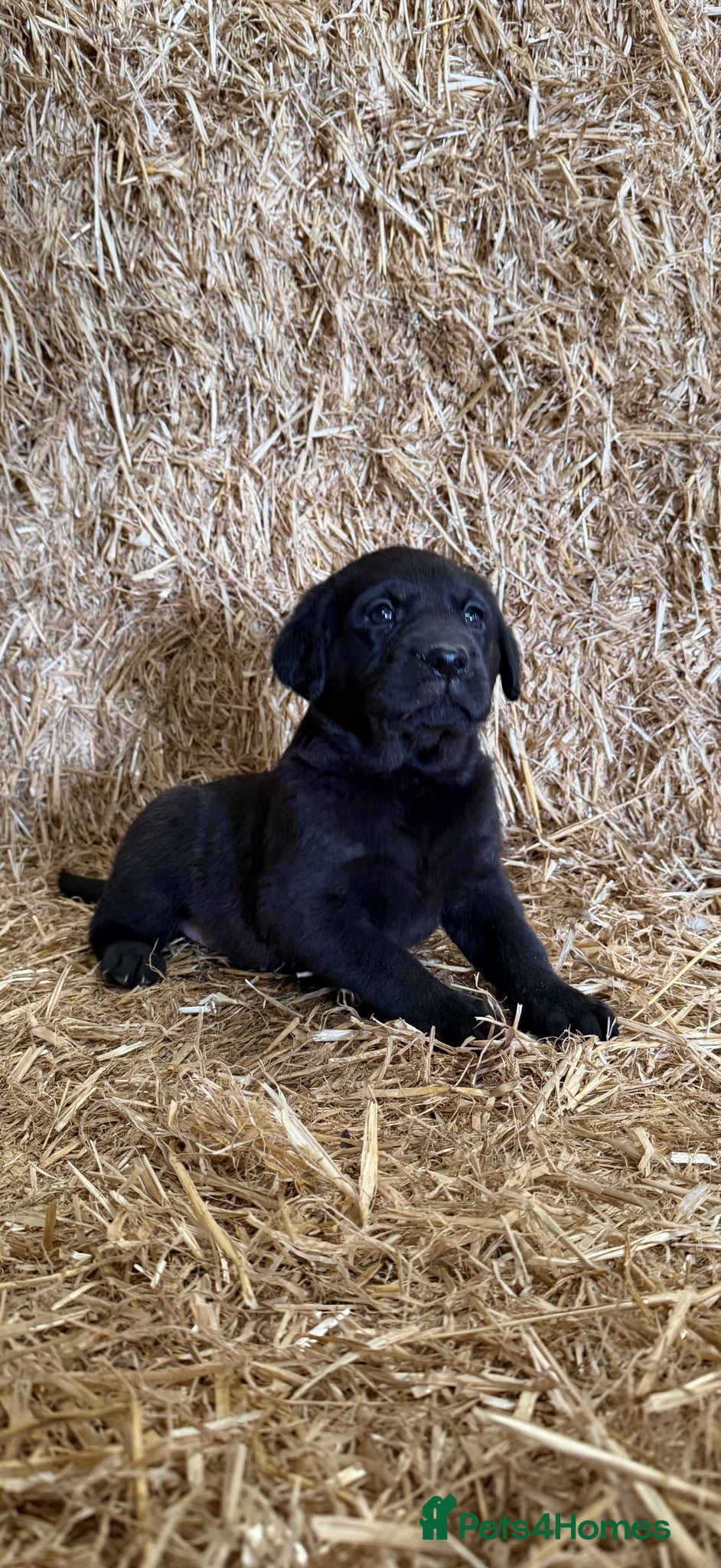 Labrador Retriever dogs Labrador puppy - Advert 2