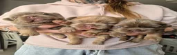 French Bulldog dogs for sale: 🧸STUNNING FRENCH BULLDOG PUPPIES🧸🤎 - Advert 18
