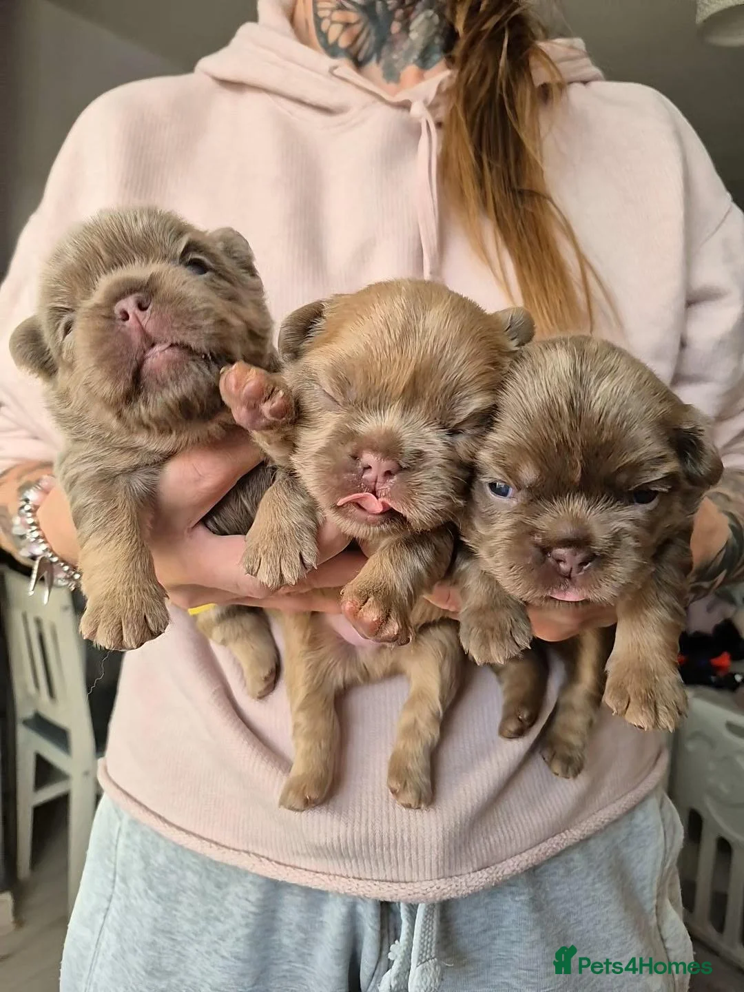 French Bulldog dogs for sale: 🧸STUNNING FRENCH BULLDOG PUPPIES🧸🤎 - Advert 18