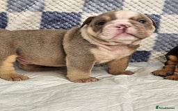English Bulldog dogs for sale: Kc british bulldog pups💙❤️ - Image 10