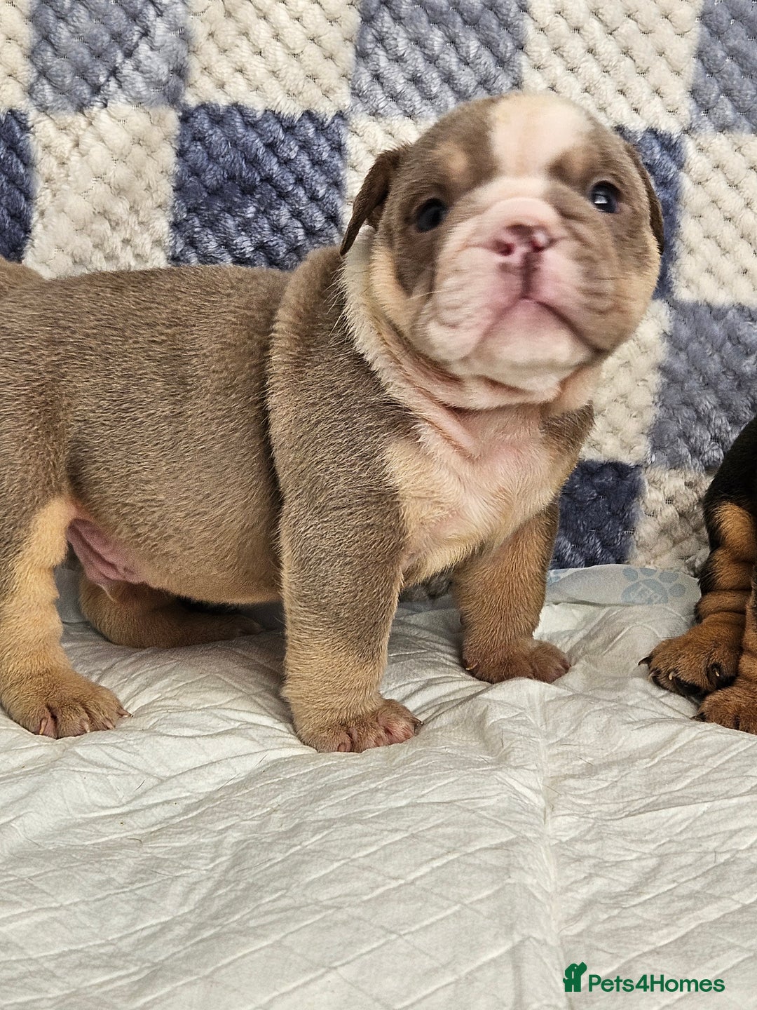English Bulldog dogs for sale: Kc british bulldog pups💙❤️ - Image 10