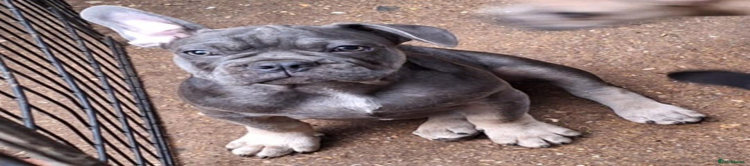 French Bulldog Puppy 2