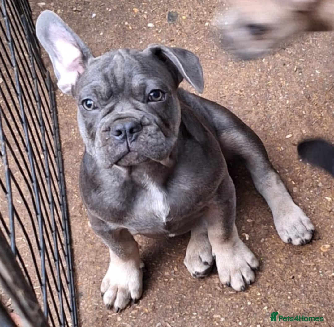 French Bulldog dogs for sale: 5 Frenchie Puppies 4 Boys & 1 Girl - Image 2