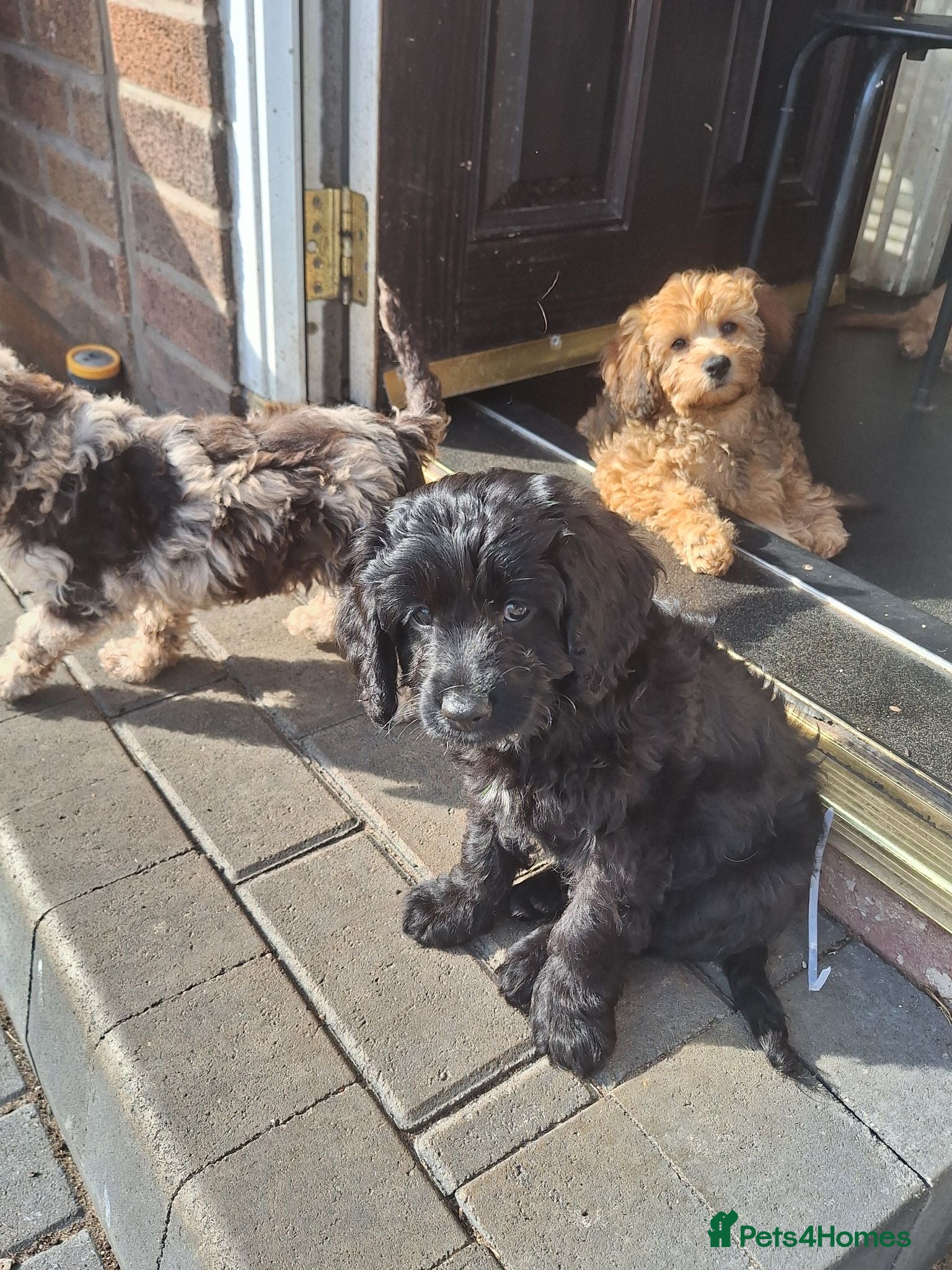 Cavapoo dogs REDUCED F1 CAVAPOO READY NOW  - Advert 2