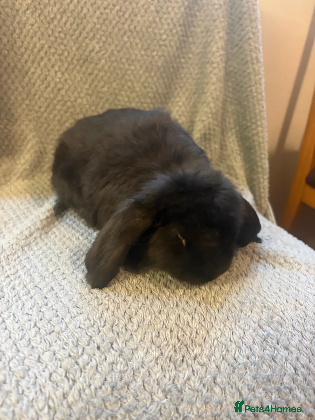 French Lop rabbits for sale: Gorgeous French lop babies  - Advert 2