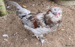 Chickens poultry for sale: Blue & red tailed bearded British Araucana - Image 2