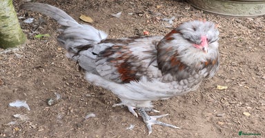 Chickens poultry - Advert 13