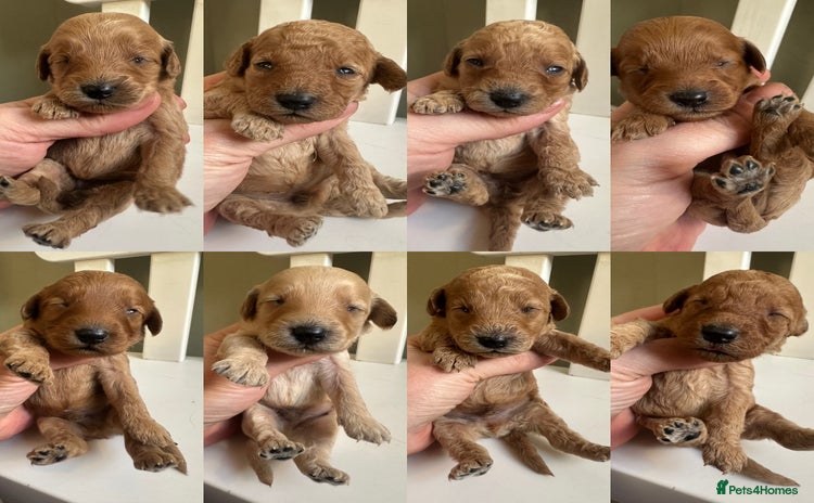 Goldendoodle dogs - Advert 1