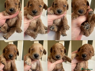 Goldendoodle dogs - Advert 13