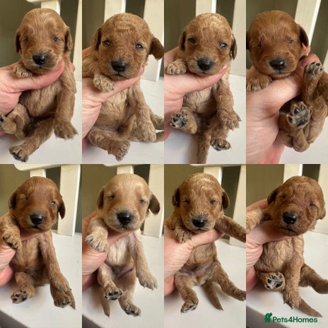 Goldendoodle dogs - Advert 2