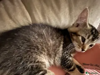 Mixed Breed cats 11/12 week old kitten - Advert 1