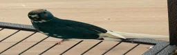 Parrots birds for sale: Bonded pair of kakarikis male and female  - Advert 14