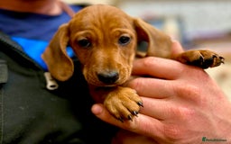 Miniature Dachshund dogs for sale: KC reg miniature smooth haired dachshunds  - Image 9