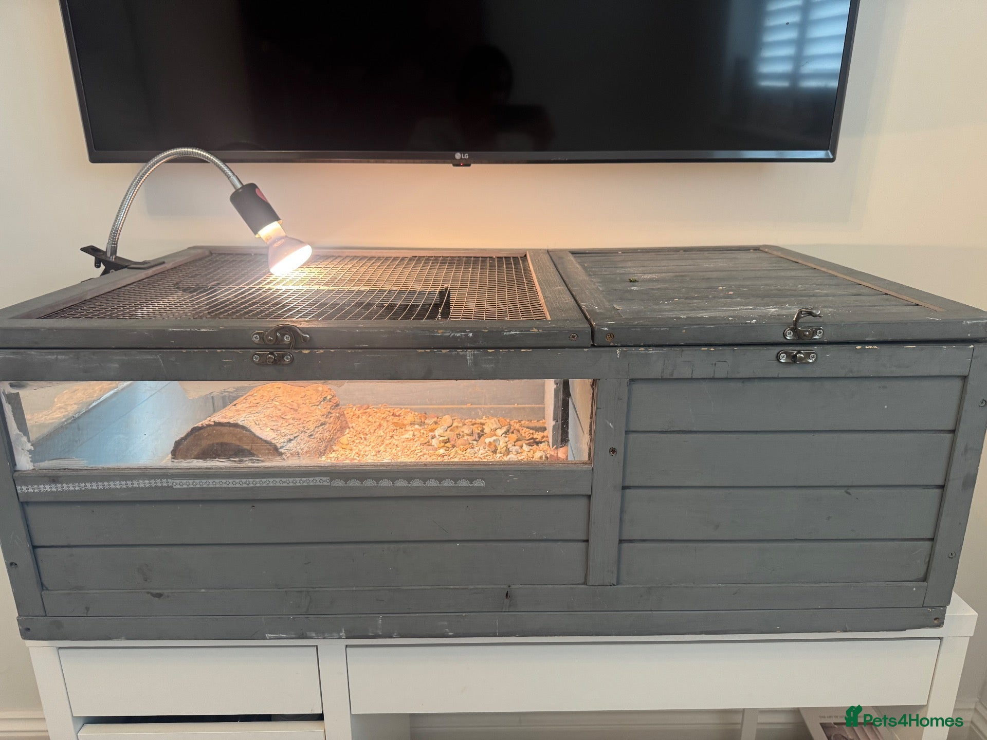 Tortoise reptiles for sale: Horsefield tortoise  - Advert 1