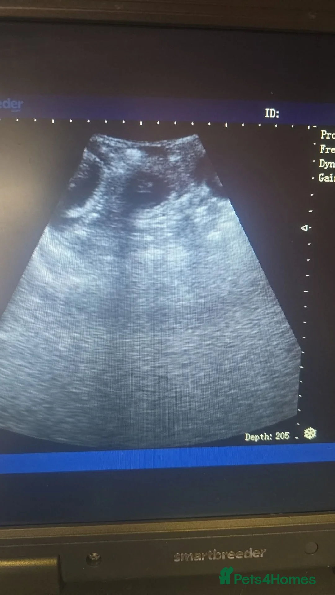 Pomeranian dogs for stud: Beautiful kc chocolate Merle for stud 🍫 0.0% COI - Advert 2