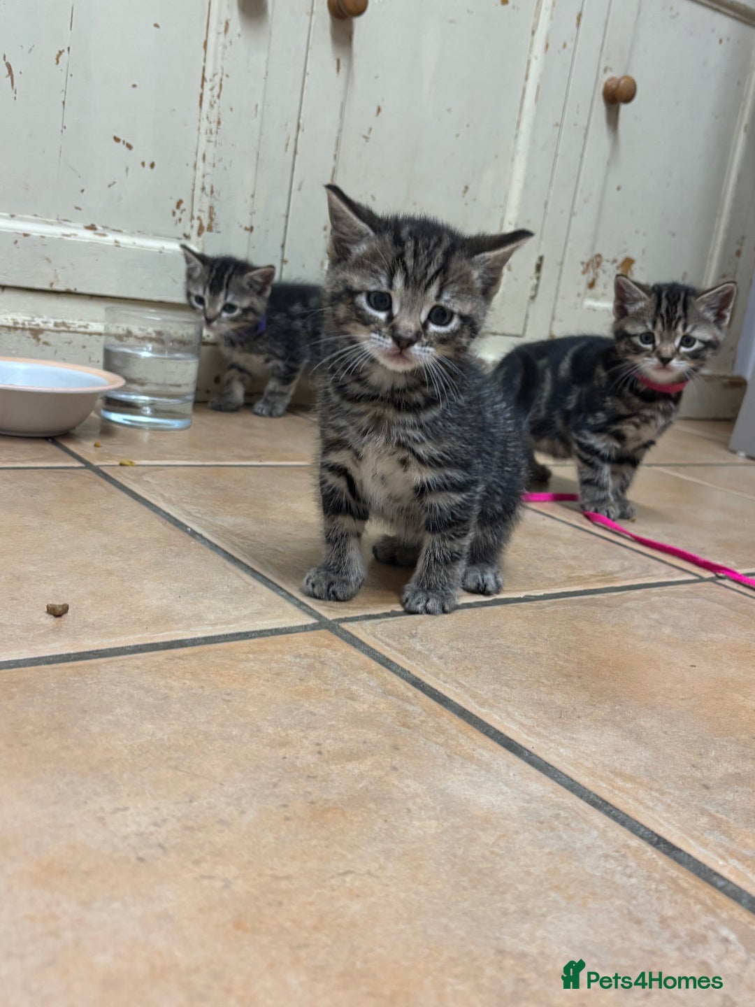 British Shorthair cats for sale: Kittens for sale - Advert 5